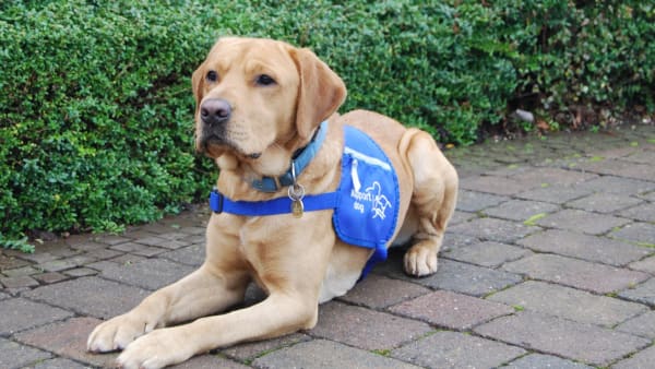 Ex-rescue dog Bear gets a second chance to be a life-changing assistance dog