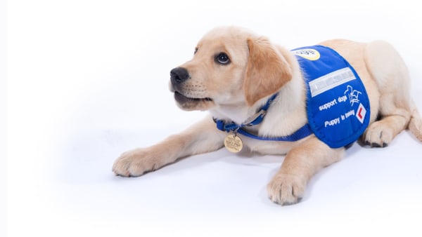 Volunteer with our puppies