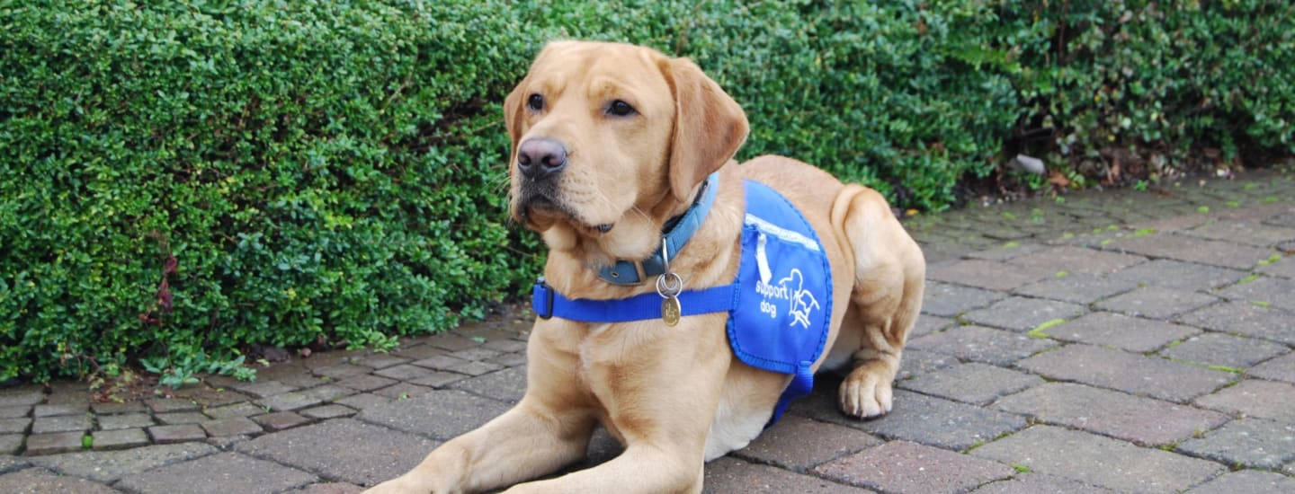 Ex-rescue dog Bear gets a second chance to be a life-changing assistance dog