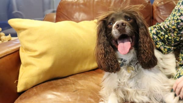 Support dog Giles helps Natasha to excel at work
